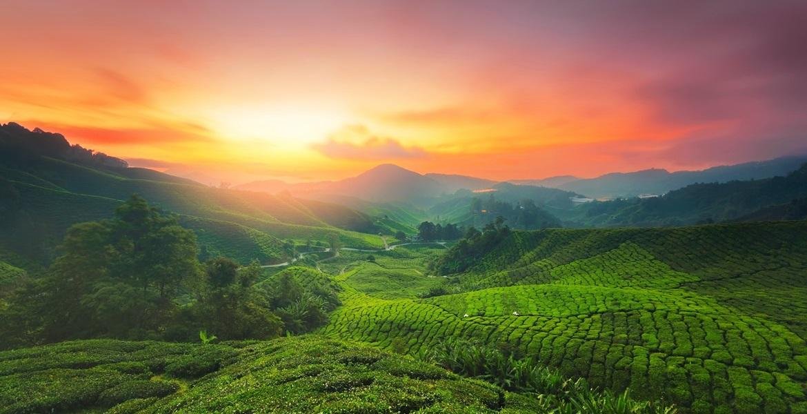 Cameron Highlands